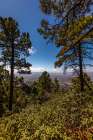Looking south towards Mexico atop Mt. Graham in the Coronado National Forest. Art Print